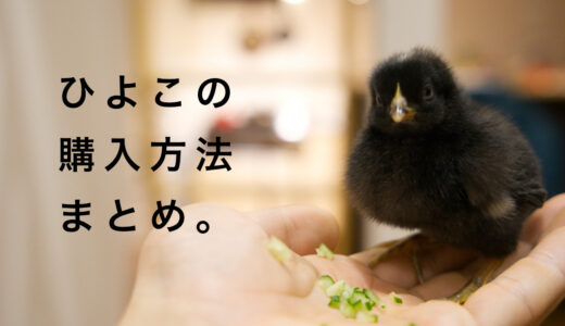 ひよこ（岡崎おうはん）の購入方法