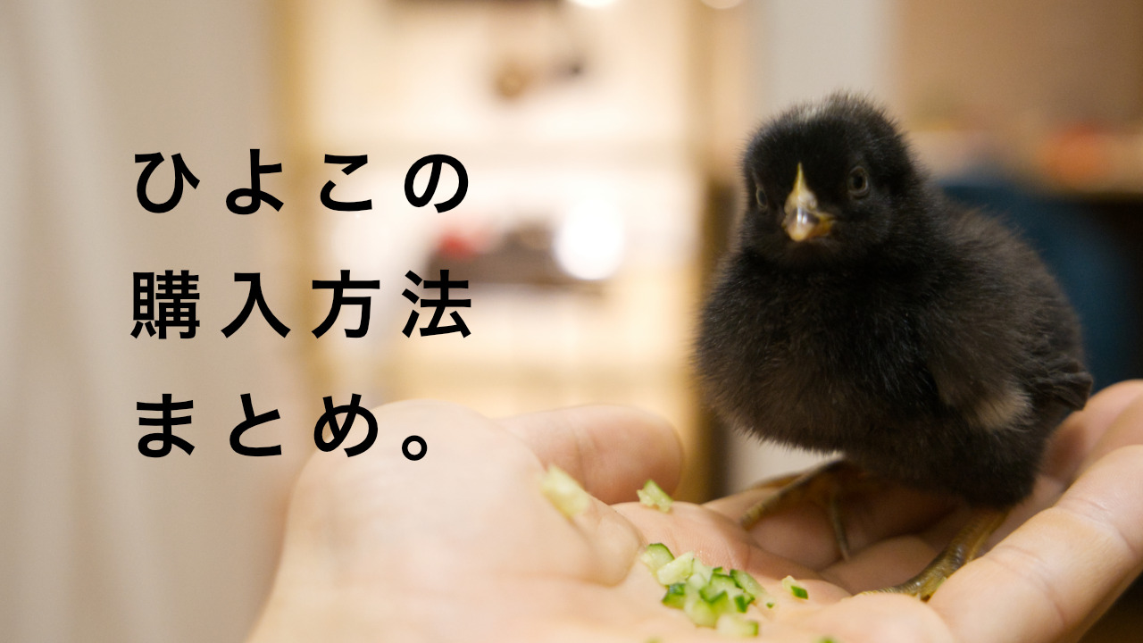 ひよこ（岡崎おうはんの雛）の購入方法まとめ | みどりのゆめ